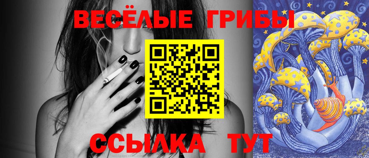 Псилоцибиновые грибы Psilocybe Будённовск